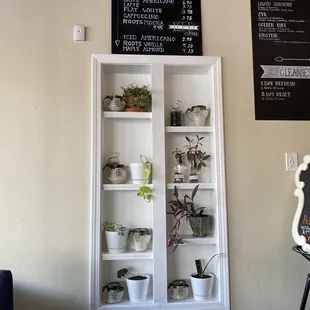 a display of plants