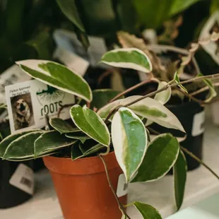 hoyas and pet safe selections