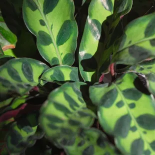 Calatheas
