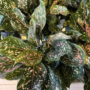 Dalmatian Aglaonema