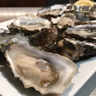 Oysters