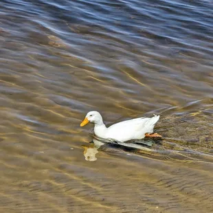 White Duck