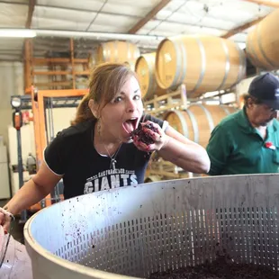 Crushing cabernet sauvignon - or eating it