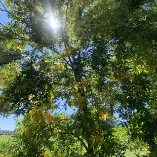 Rosamond Park