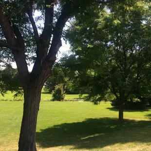 Grassy Areas...And lots of Trees for much needed Shade!
