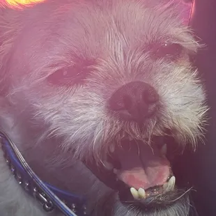 gave my dog a taco and she was geeked