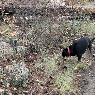 My fur baby exploring