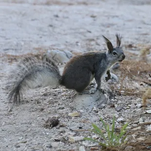 One of the many furries running around everywhere!