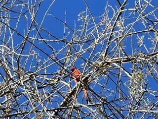 Ventana Canyon Hiking Trail