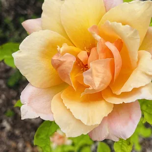 Roses of every color