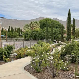 View of rose garden, the blooms cycle so sometimes there are lots