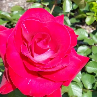 Beautiful red rose