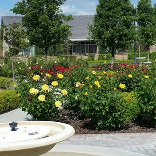 Different  varieties of roses