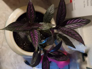 In Season Market and Nursery