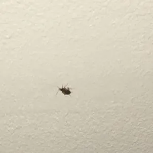 This is Fred. I started naming the roaches in my room.