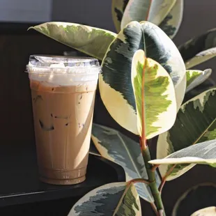 a glass of iced coffee next to a plant