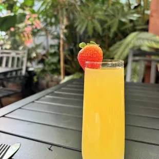 mimosa