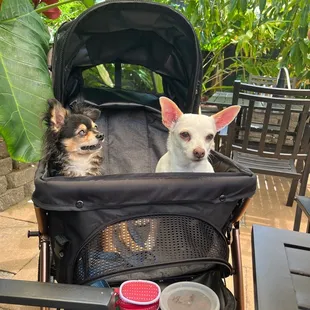 Dogs enjoying a late breakfast!