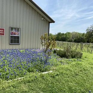 Storefront wildflowers