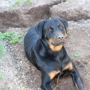 Iris loved to dig holes