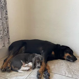 Iris loved being an adoptive mother