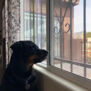 Iris was always first to greet anyone that came home