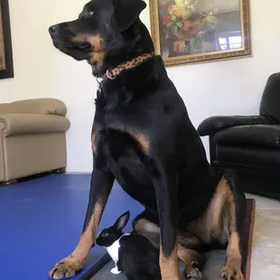 Iris was always a gentle giant. She was so kind to bunnies, chickens, puppies, and even a snake