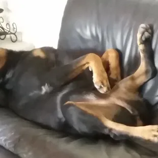 Iris always snuck a nap on the couch