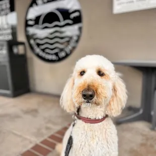 a poodle on a leash