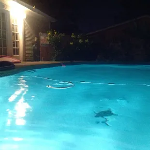 The swimming pool, tucked away in a beautifully landscaped back yard.  Seriously, the cleanest pool I have ever seen!