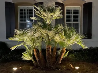 Sago Rey Palms