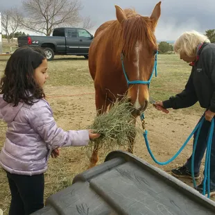 Guest feeding horse with host
