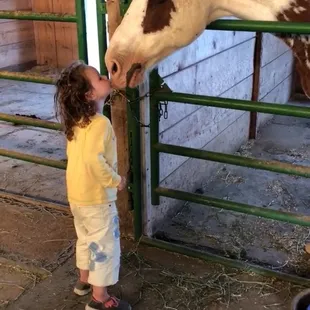 Horse kissing guest