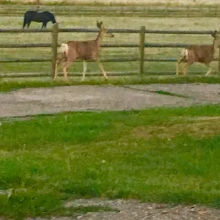 Wild deer strolling down the driveway