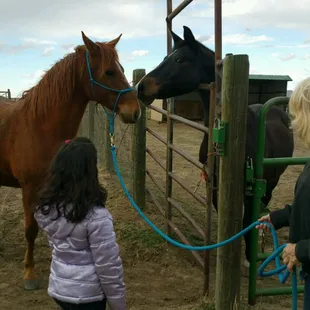 Guest watching horses get acquainted
