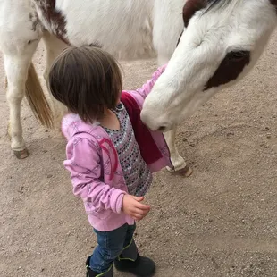 Guest petting horse