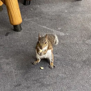 a squirrel eating a piece of bread
