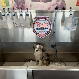 Happy and clean puppy!