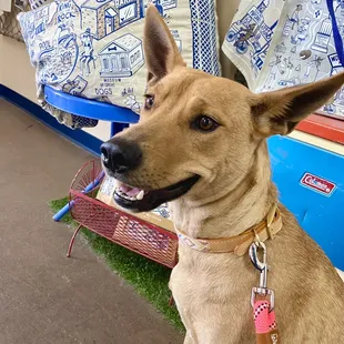 Willow the American Dingo waiting for her turn for a wash down at Rosie's Barkét.