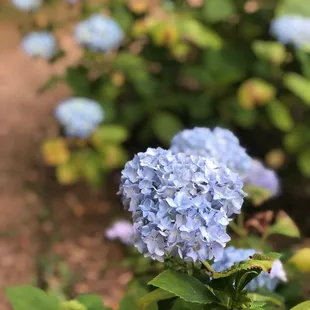a blue hydrant