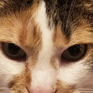L G.