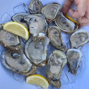 Fresh Chesapeake Oysters