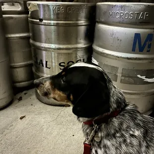 Pup-friendly patio