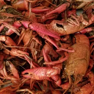 Pretty good size crawfish
