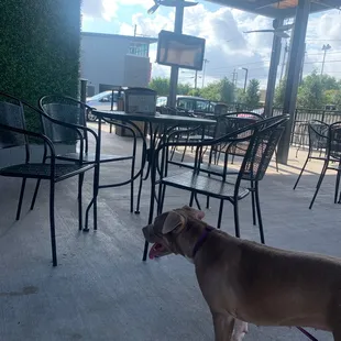 Happy dog at outdoor seating at new Rouses on Freret