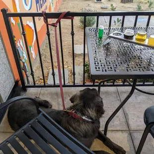 a dog on a leash on a patio