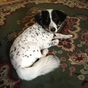 Abbey looks so beautiful after her salon visit! Her fur feels soft and smells nice, too. :)