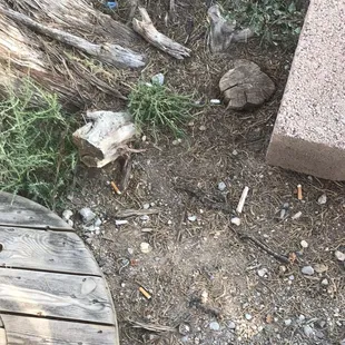 Old cigarette butts in camp space