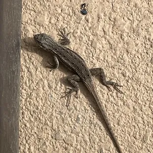 Lizard friend :)