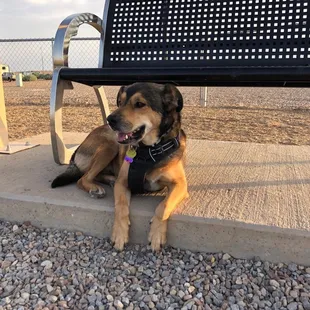 My dog enjoying the dog park.